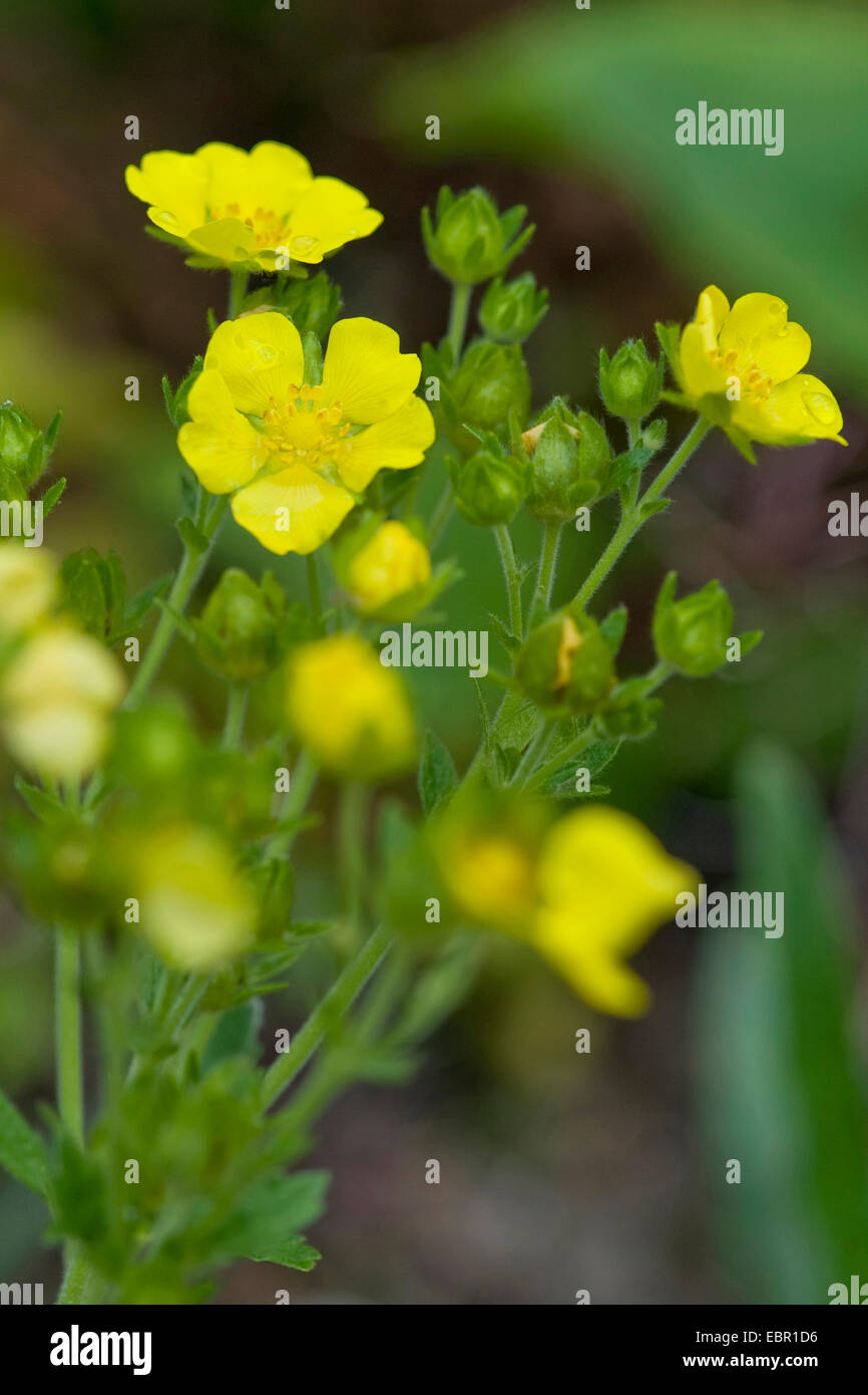 Cinquefoil (Potentilla grandiflora), fioritura Foto Stock