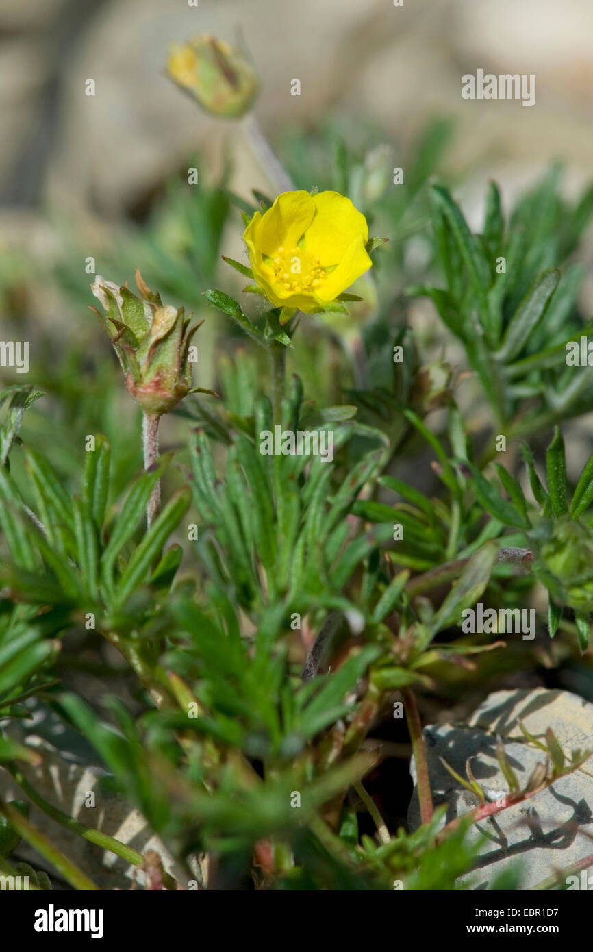 Cinquefoil Cut-Leaved (potentilla multifida), fioritura, Svizzera Foto Stock