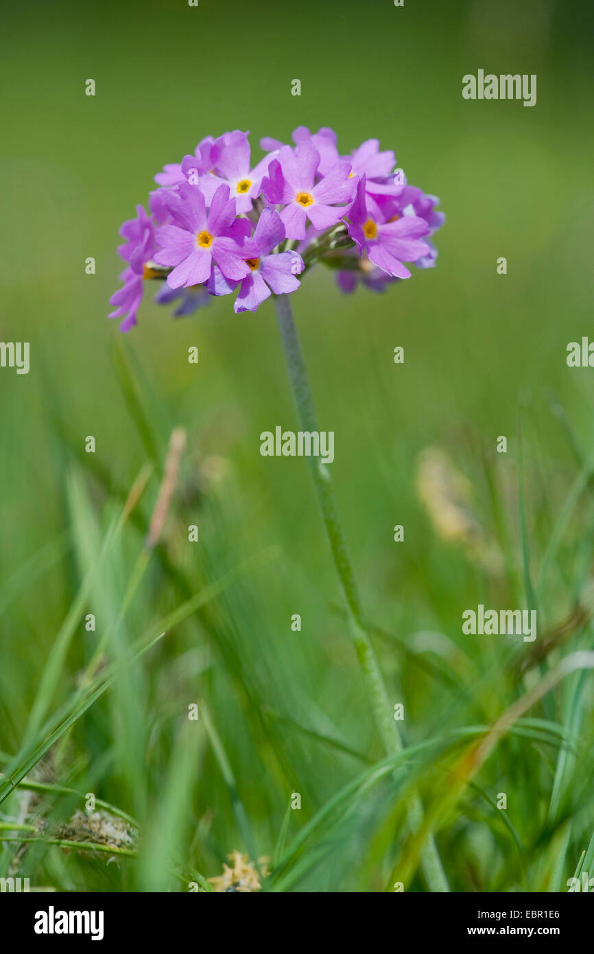 Bird's-eye primrose (Primula farinosa), fiori, Germania Foto Stock