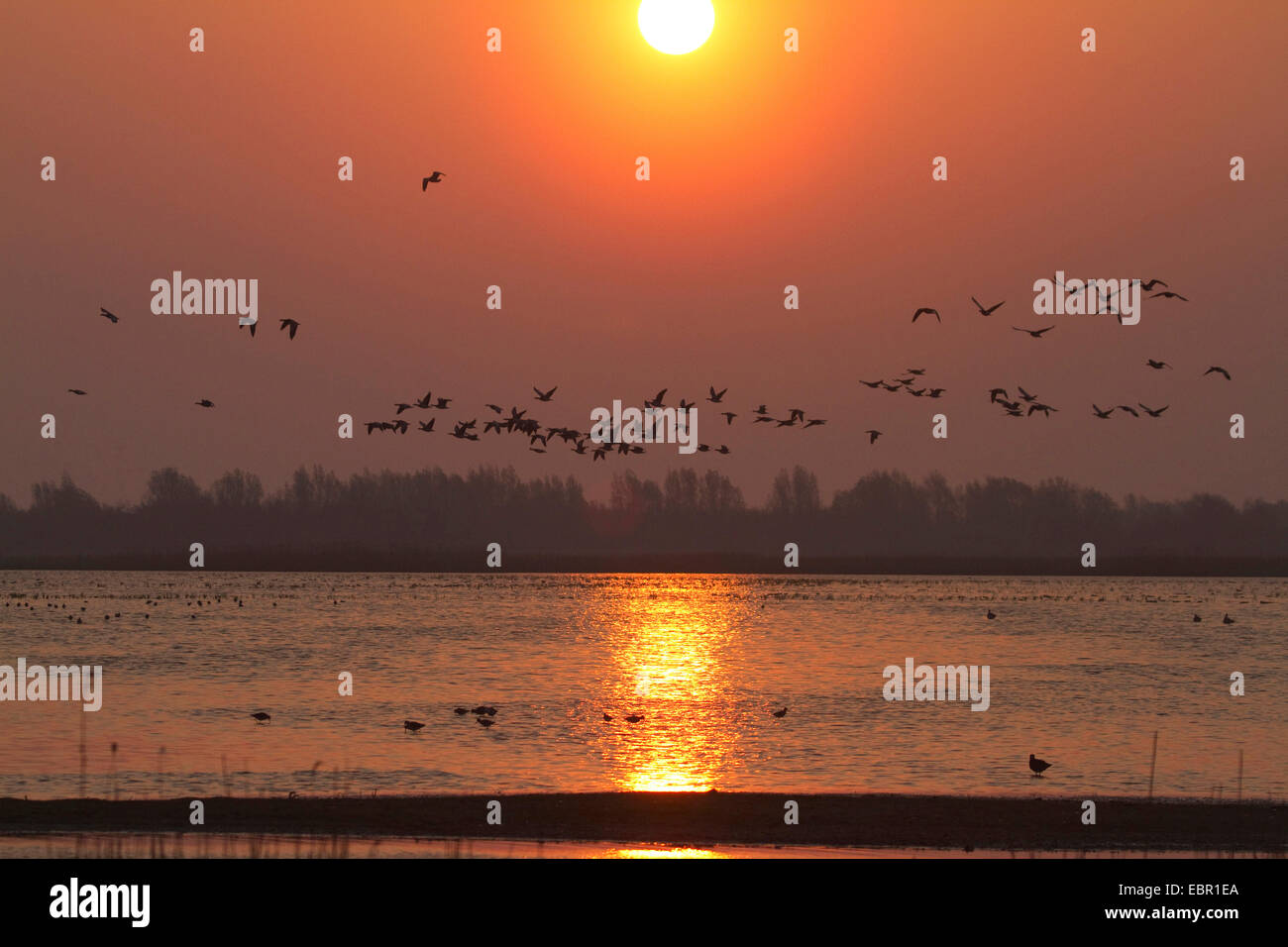 Barnacle goose (Branta leucopsis), sunrise su una riserva naturale in Olanda con Oche facciabianca, Paesi Bassi Foto Stock