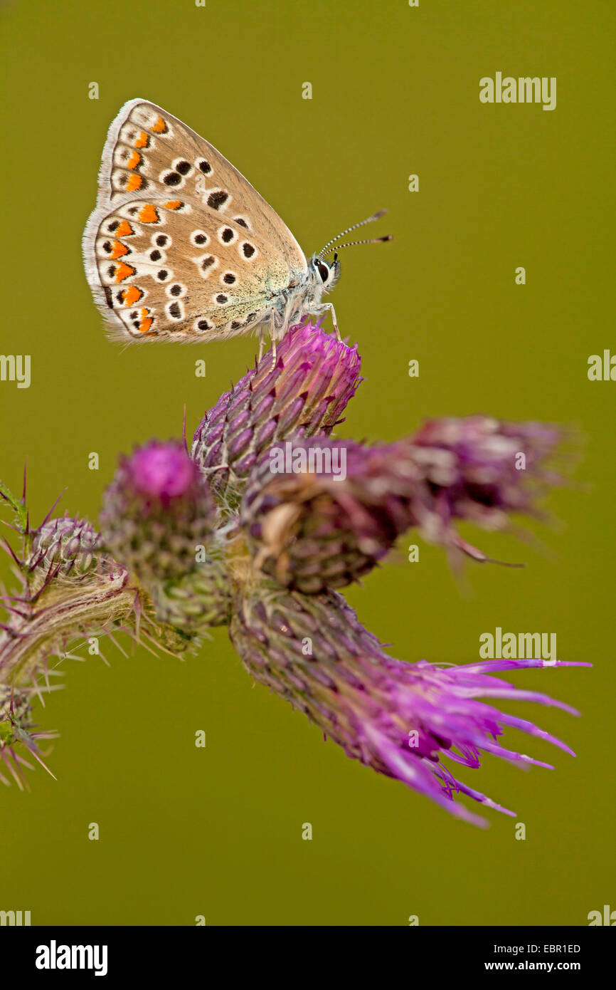 Comune (blu Polyommatus icarus), femmina seduto su una palude thistle, in Germania, in Renania Palatinato Foto Stock