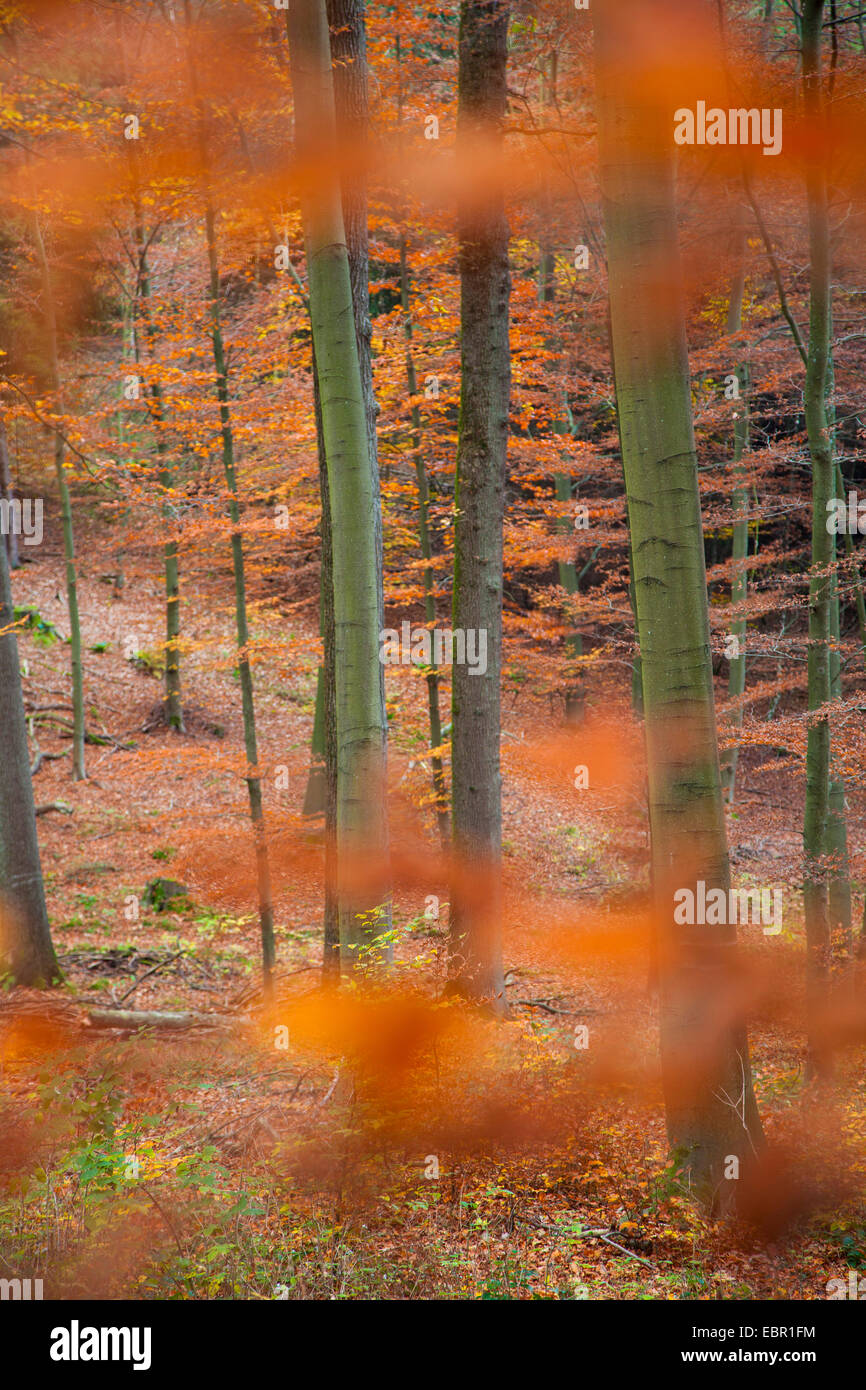 Comune di faggio (Fagus sylvatica), bosco misto con faggi in autunno, in Germania, in Renania Palatinato Foto Stock