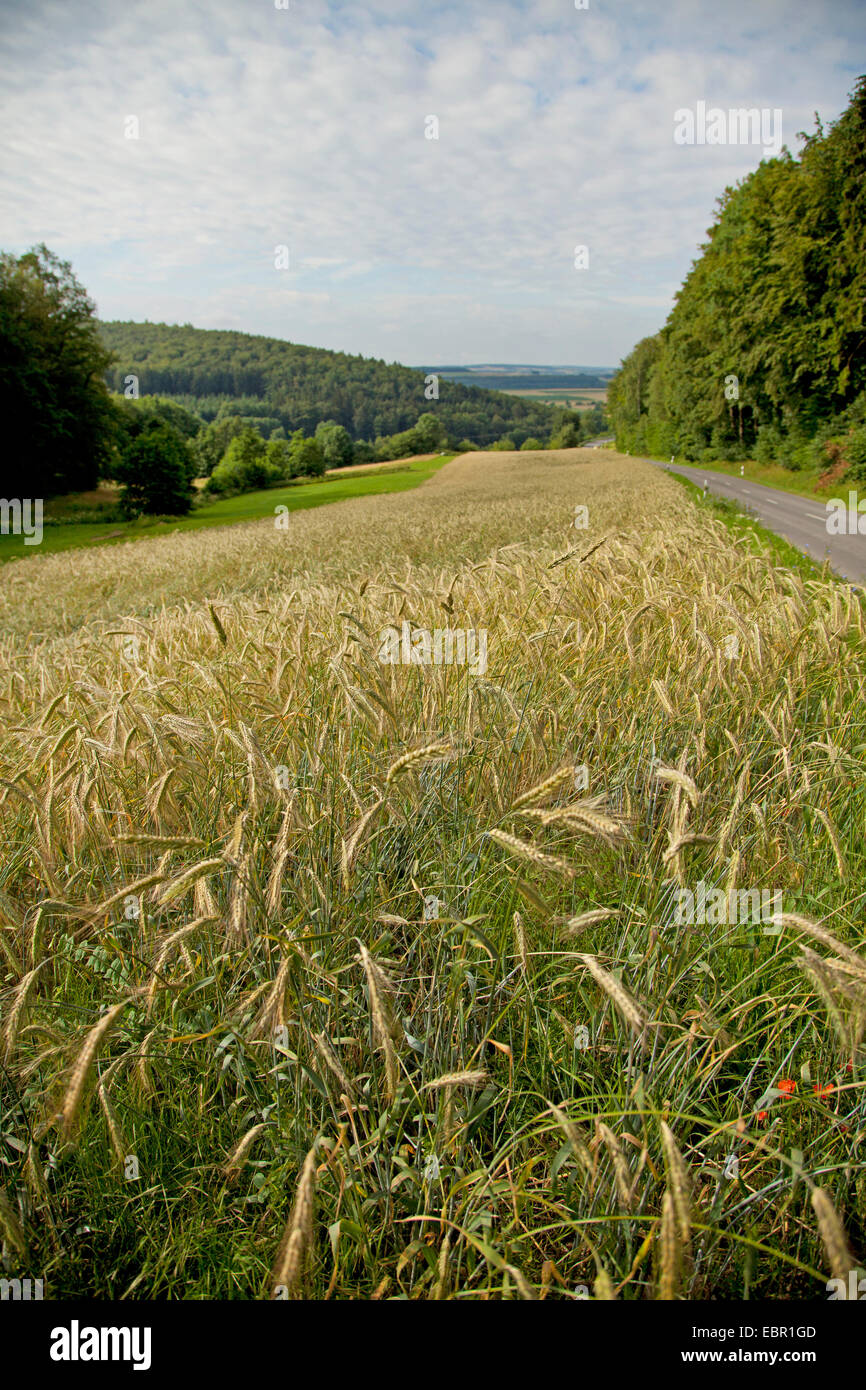 Coltivate segala (Secale cereale), campo di segale, Germania, Thueringen, Rhoen Foto Stock