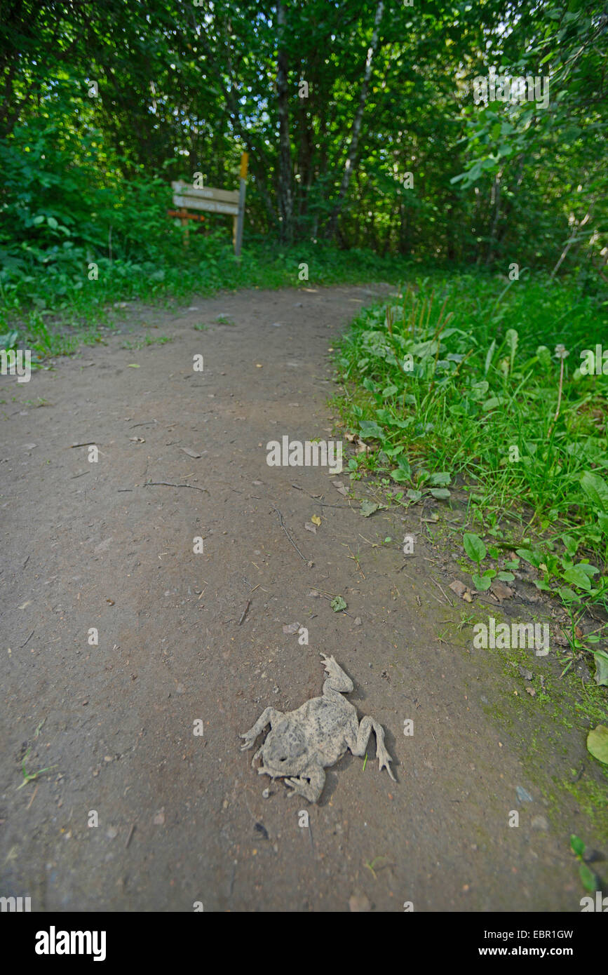 Europeo di rospo comune (Bufo bufo), asciugata toad, scrunched su un sentiero escursionistico, Svezia, Oeland Foto Stock