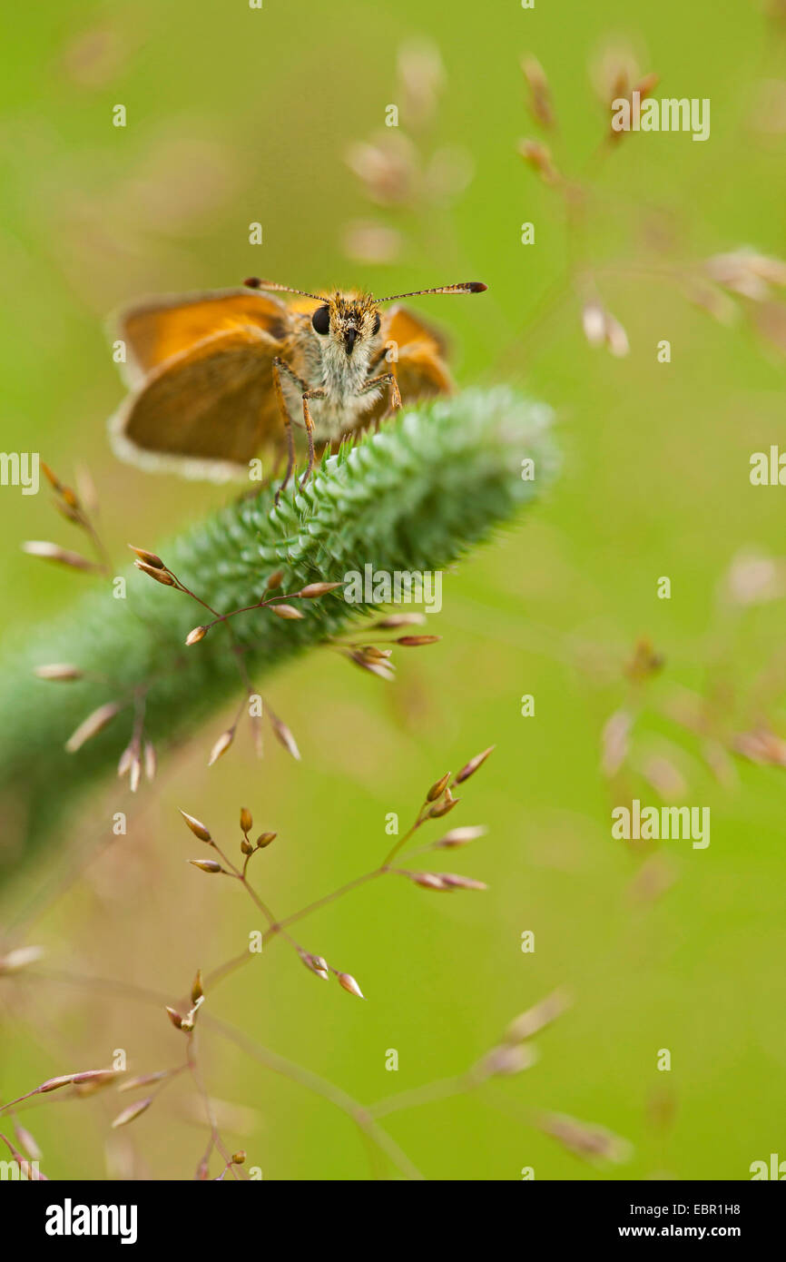 Piccola skipper (Thymelicus sylvestris, Thymelicus flavus), a Timoteo-erba, in Germania, in Renania Palatinato Foto Stock