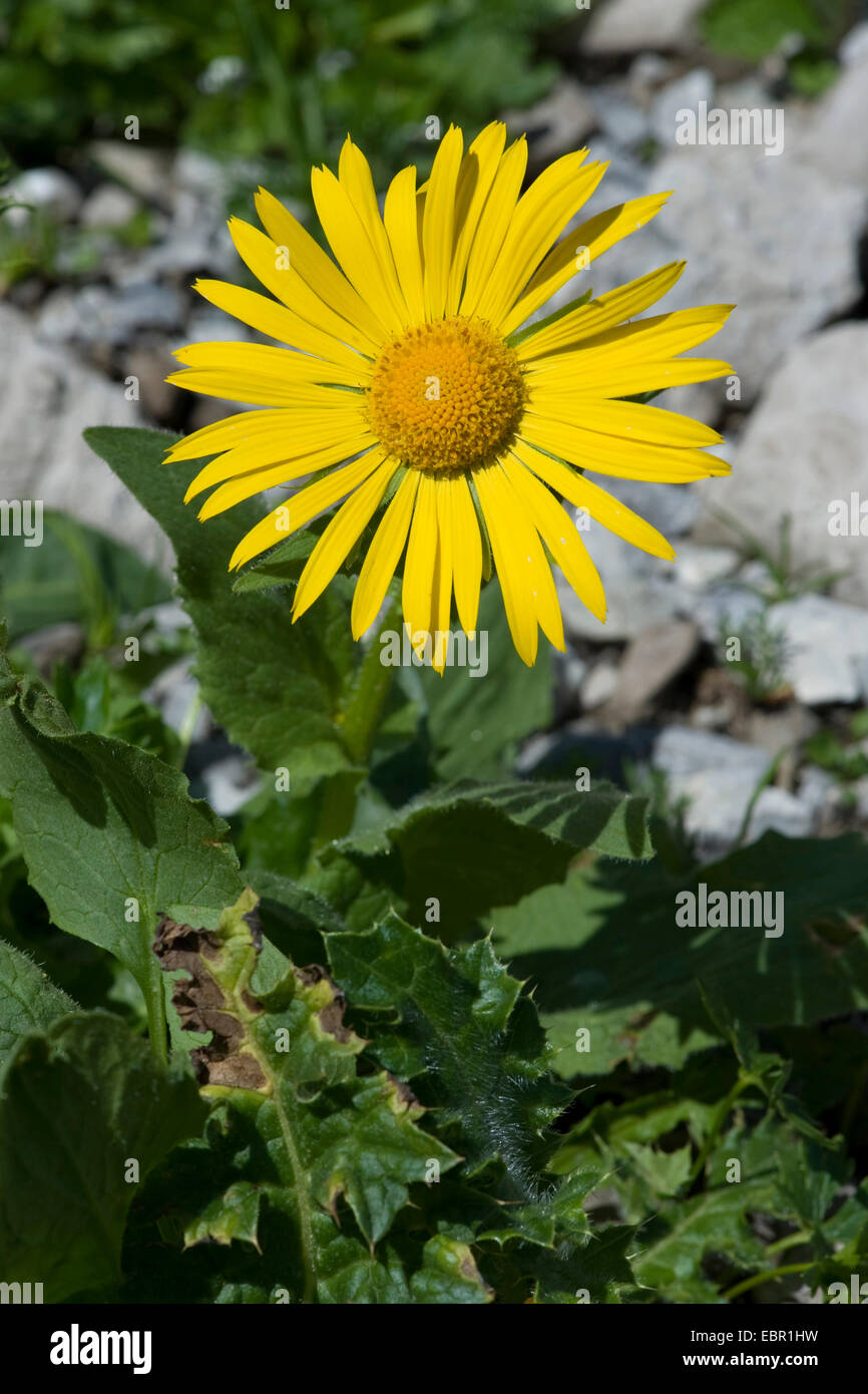 Large-Flowered Leopard's-Bane (Doronicum grandiflorum), infiorescenza, Germania Foto Stock