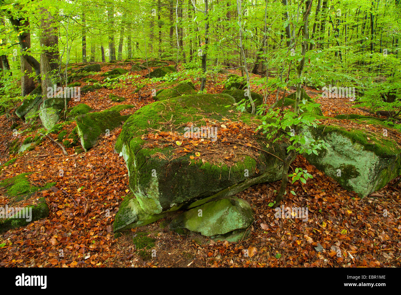 Bosco di latifoglie in primavera, in Germania, in Renania Palatinato, Westerwald Foto Stock