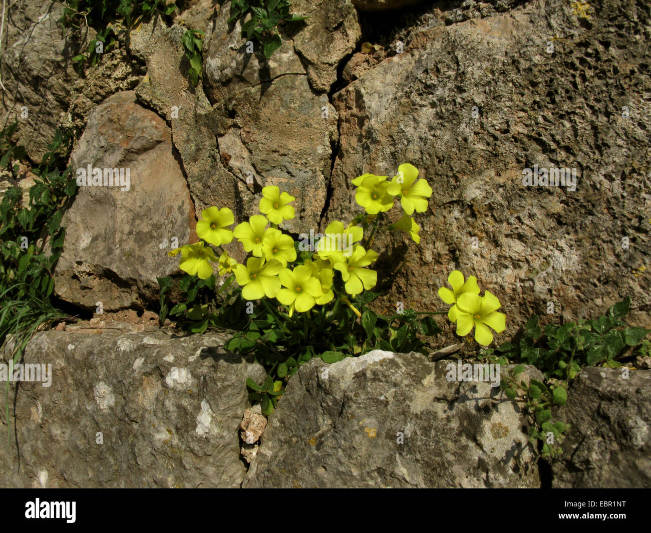 Bermuda buttercup, legno africano-sorrel, Bermuda sorrel, Buttercup oxalis, Cape sorrel, inglese erbaccia di capra, piedi, Sourgrass, Soursob, Soursop (Oxalis pes-caprae), fioritura su una parete, Spagna, Balearen, Maiorca Foto Stock