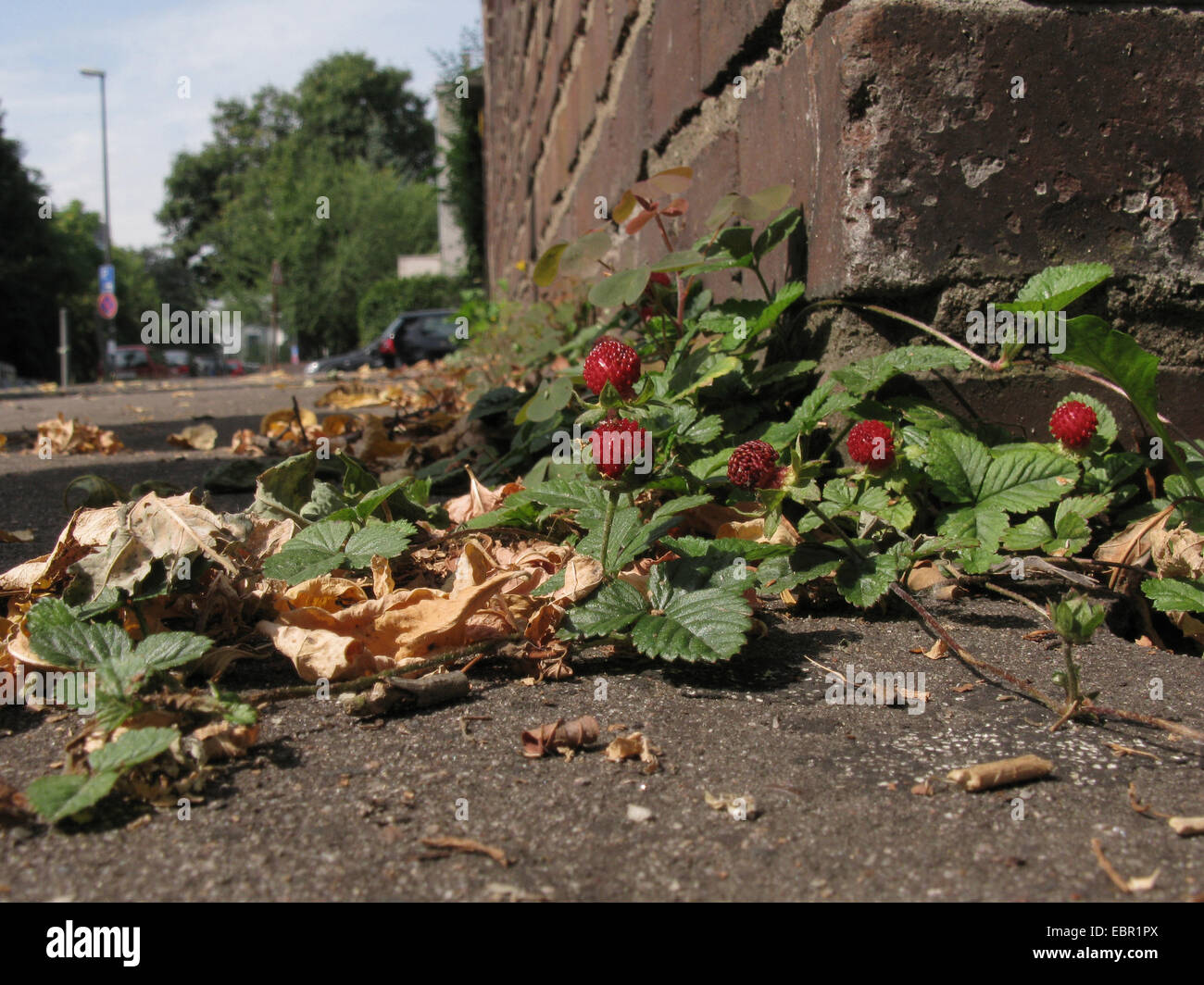 Indian fragola, falso fragola, Indian mock-fragola (Duchesnea indica), naturalizzato su un marciapiede, in Germania, in Renania settentrionale-Vestfalia Foto Stock