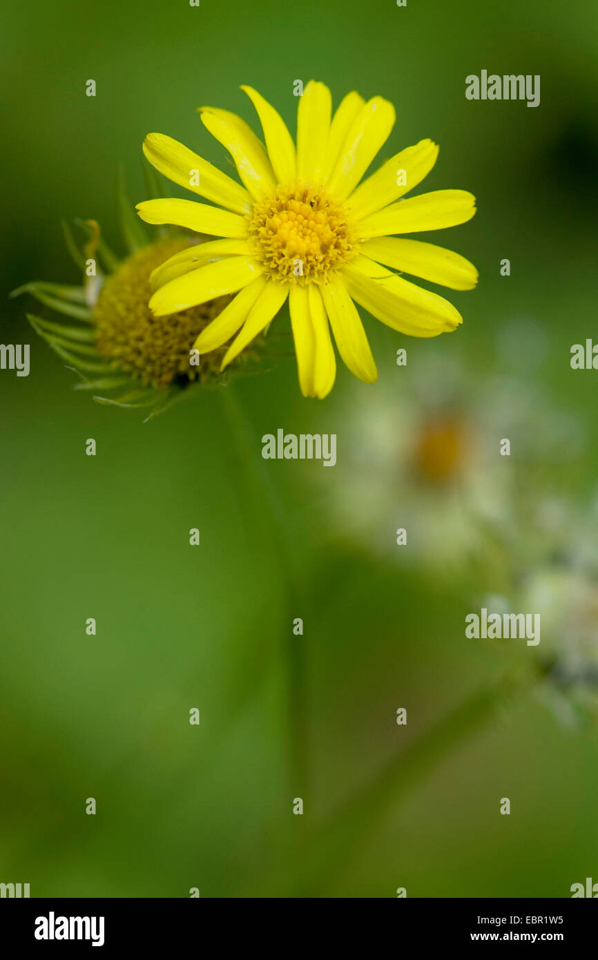 Grande leopard's-bane (Doronicum pardalianches), infiorescenza, Germania Foto Stock