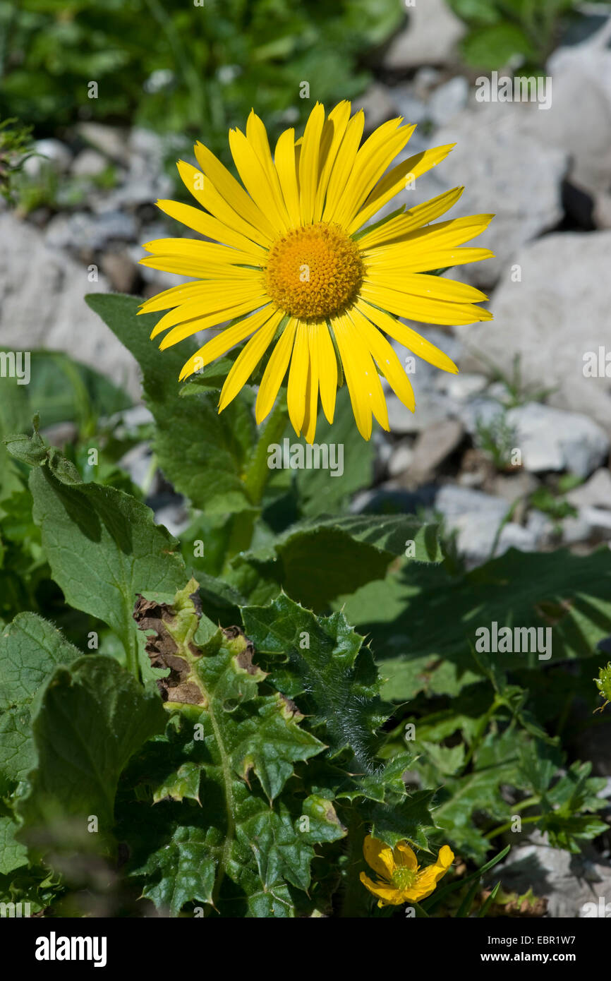 Large-Flowered Leopard's-Bane (Doronicum grandiflorum), infiorescenza, Germania Foto Stock