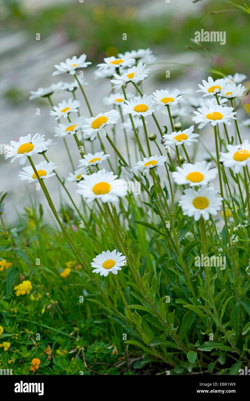 Luna Alpine Daisy (Leucanthemopsis alpina), fioritura, Svizzera Foto Stock