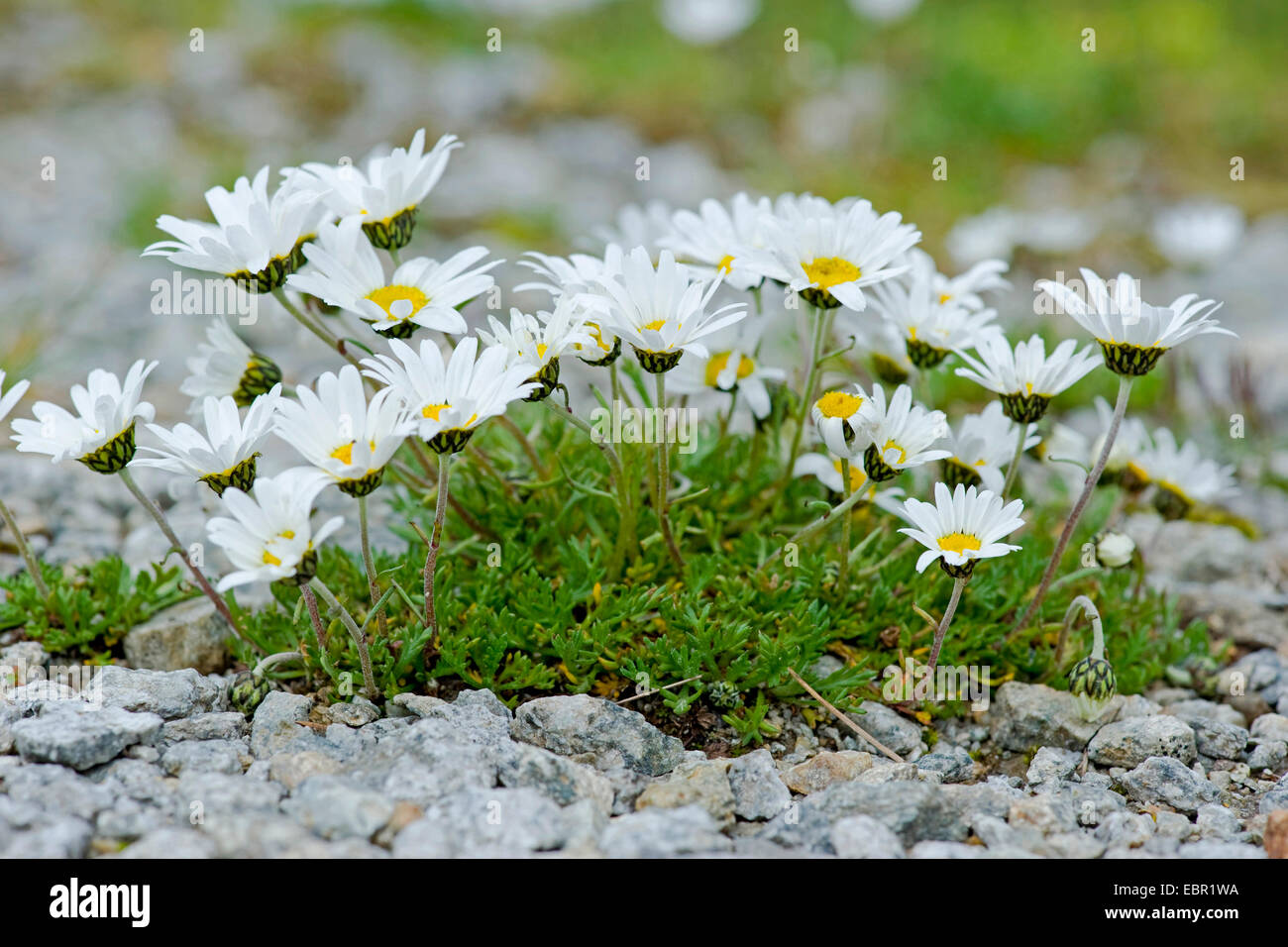 Luna Alpine Daisy (Leucanthemopsis alpina), fioritura, Svizzera Foto Stock