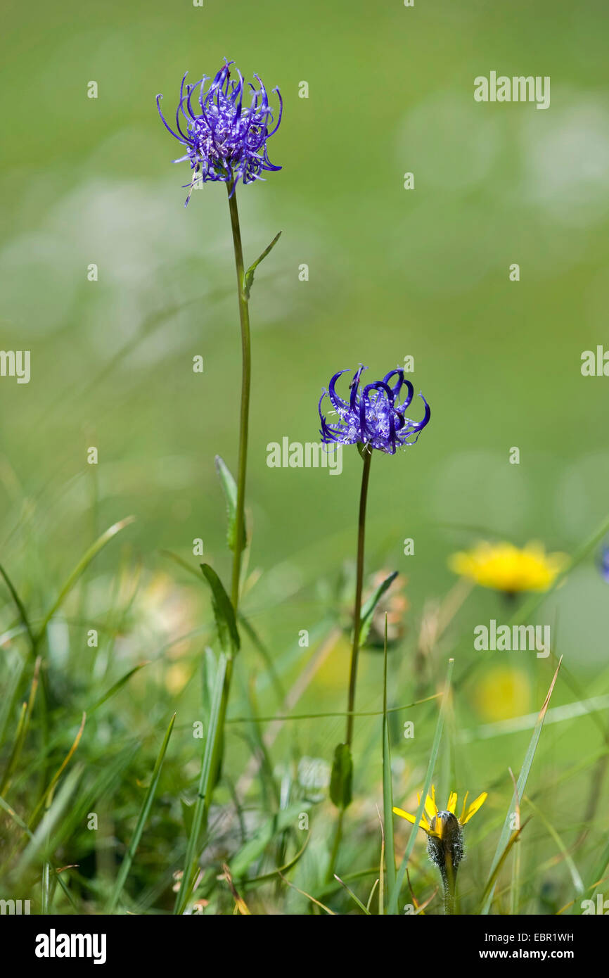 Cornuto (Rampion Phyteuma hemisphaericum), fioritura su una roccia, Germania Foto Stock