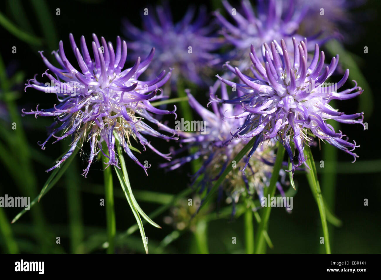 Cornuto (Rampion Phyteuma scheuchzeri), infiorescenze, Germania Foto Stock