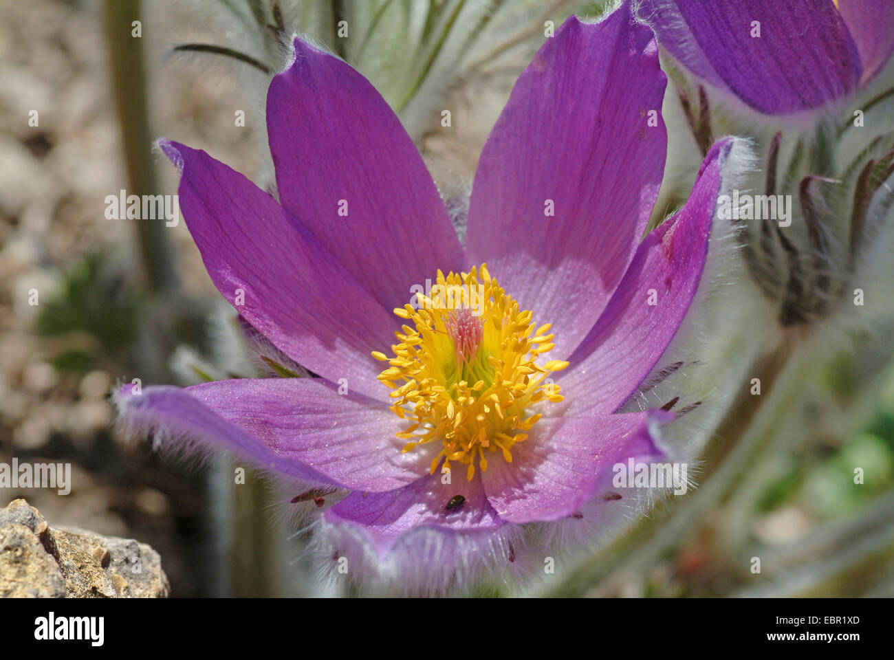 Haller il "Pasque flower (Pulsatilla halleri), fiore, Svizzera Foto Stock