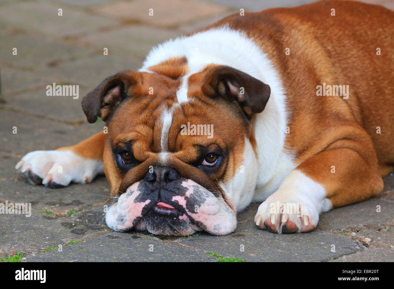 Bulldog inglese (Canis lupus f. familiaris), mezza lunghezza ritratto, Germania Foto Stock