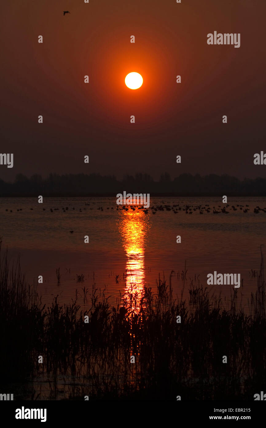 Tramonto su una riserva naturale in Olanda, Paesi Bassi Foto Stock