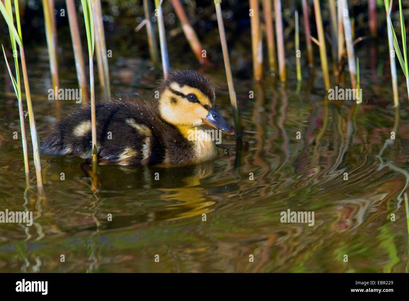 Il germano reale (Anas platyrhynchos), chick in zona reed, Paesi Bassi Foto Stock