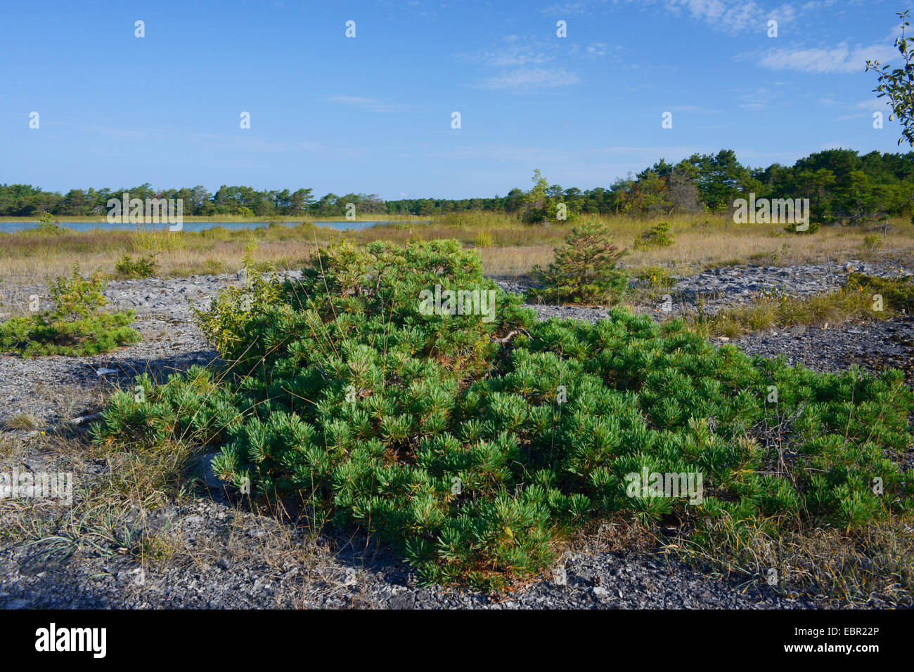 Pino silvestre, pino silvestre (Pinus sylvestris), a bassa crescita pine formata dal vento in un lago vicino la costa di Faerøer, Svezia, Gotland Foto Stock