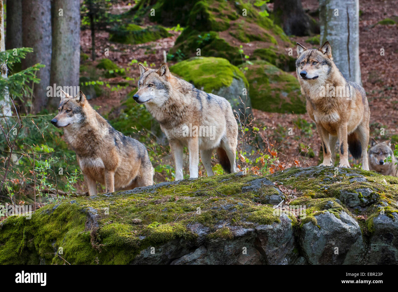 Unione lupo (Canis lupus lupus), tre lupi in piedi su un masso di muschio in foresta, in Germania, in Baviera, il Parco Nazionale della Foresta Bavarese Foto Stock Unione lupo (Canis lupus lupus), tre lupi in piedi su un masso di muschio in foresta, in Germania, in Baviera, il Parco Nazionale della Foresta Bavarese Foto Stock