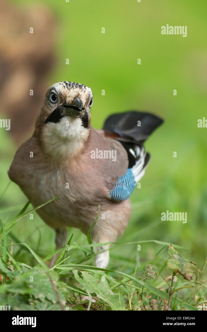Jay (Garrulus glandarius), la ricerca di cibo in un prato, in Germania, in Renania settentrionale-Vestfalia Foto Stock