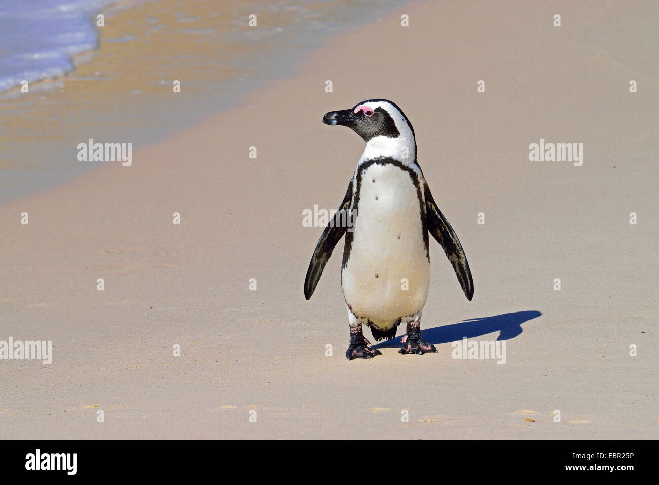 Jackass penguin, African penguin, nero-footed penguin (Spheniscus demersus), presso la spiaggia , Sud Africa, Provincia del Capo Foto Stock