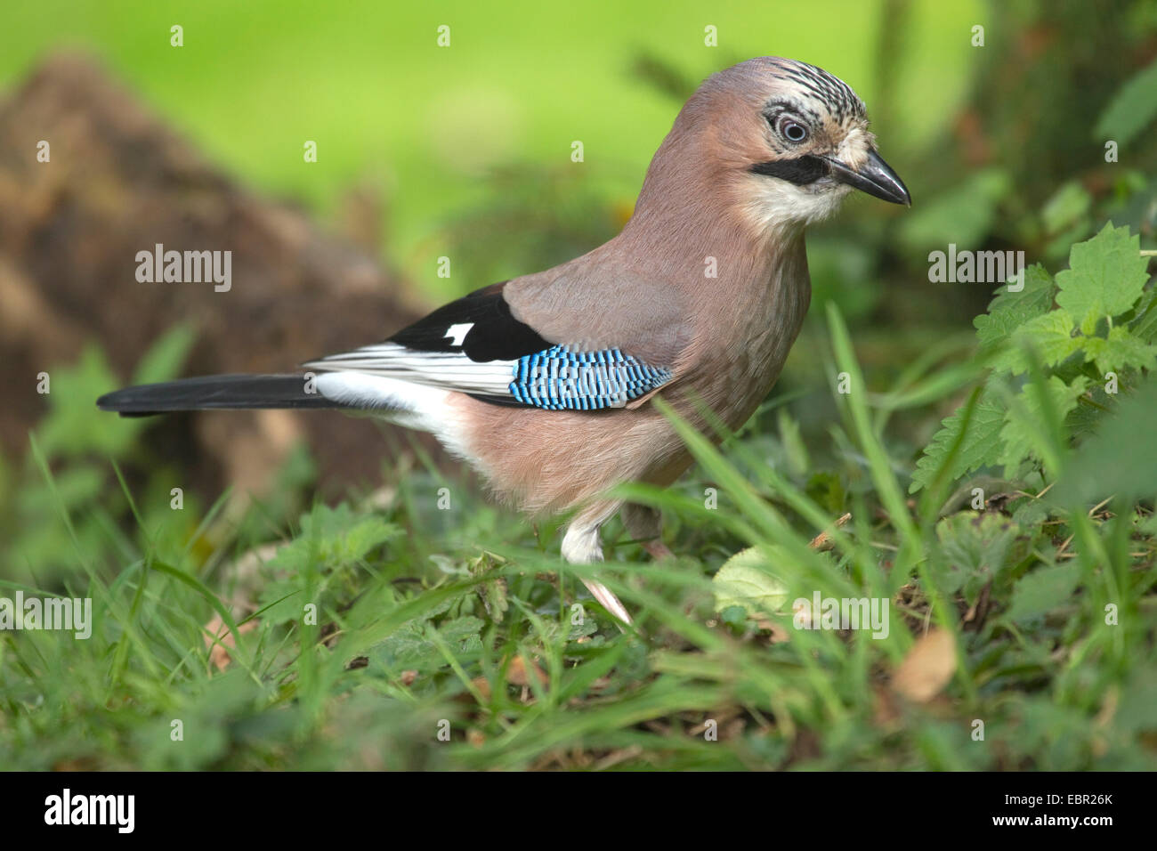 Jay (Garrulus glandarius), la ricerca di cibo in un prato, in Germania, in Renania settentrionale-Vestfalia Foto Stock