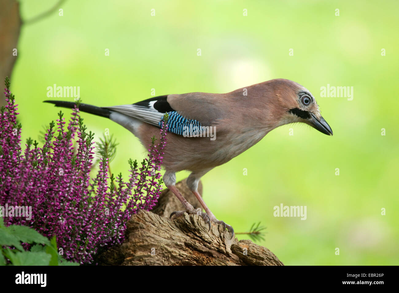 Jay (Garrulus glandarius), Jay in autunno, in Germania, in Renania settentrionale-Vestfalia Foto Stock