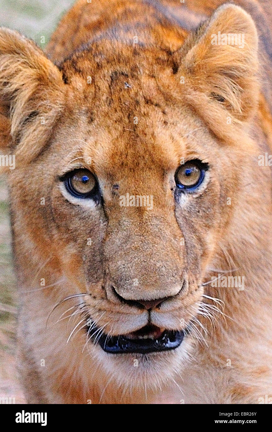 Lion (Panthera leo), capretti lion, ritratto, Sud Africa, Krueger Nationalpark Foto Stock