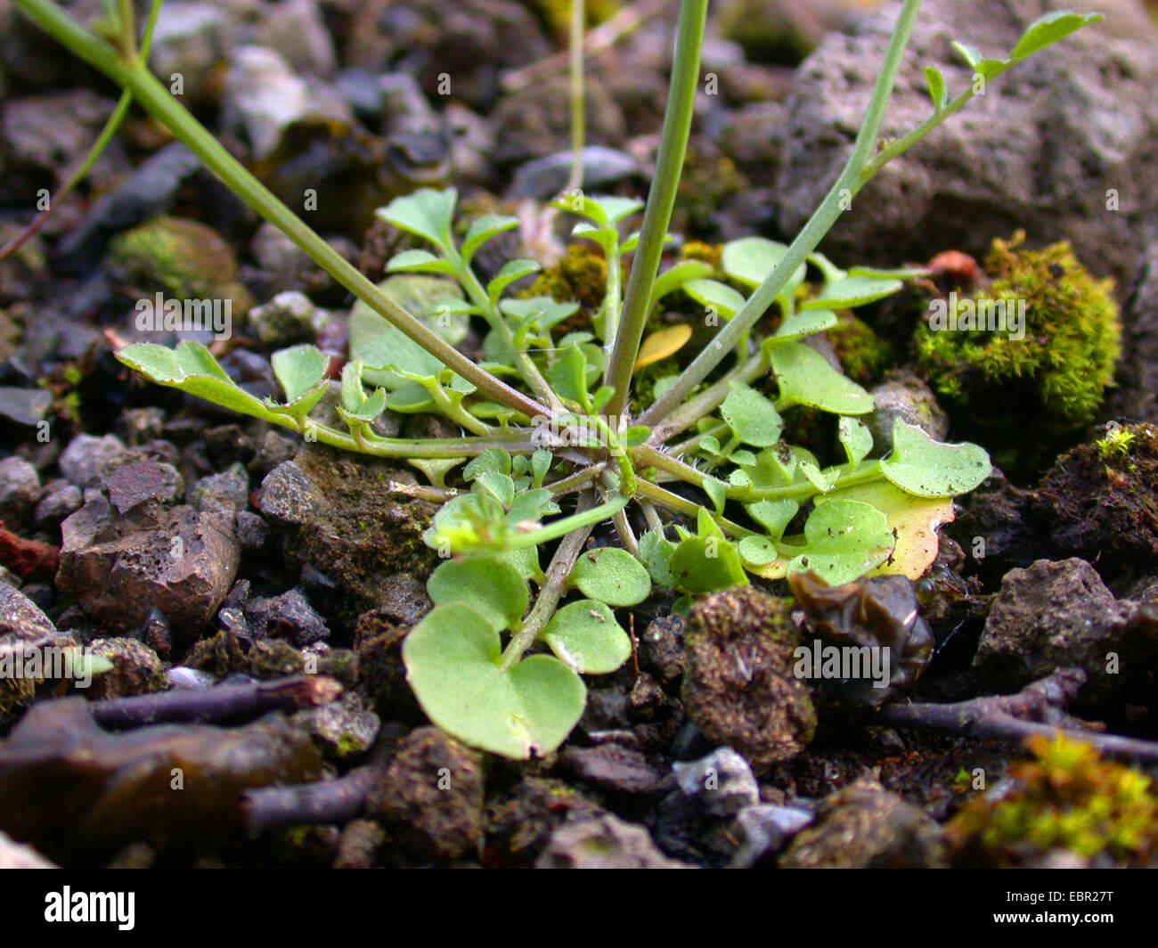 Hairy bitter-crescione (Cardamine hirsuta), leaf rosetta, Germania Foto Stock