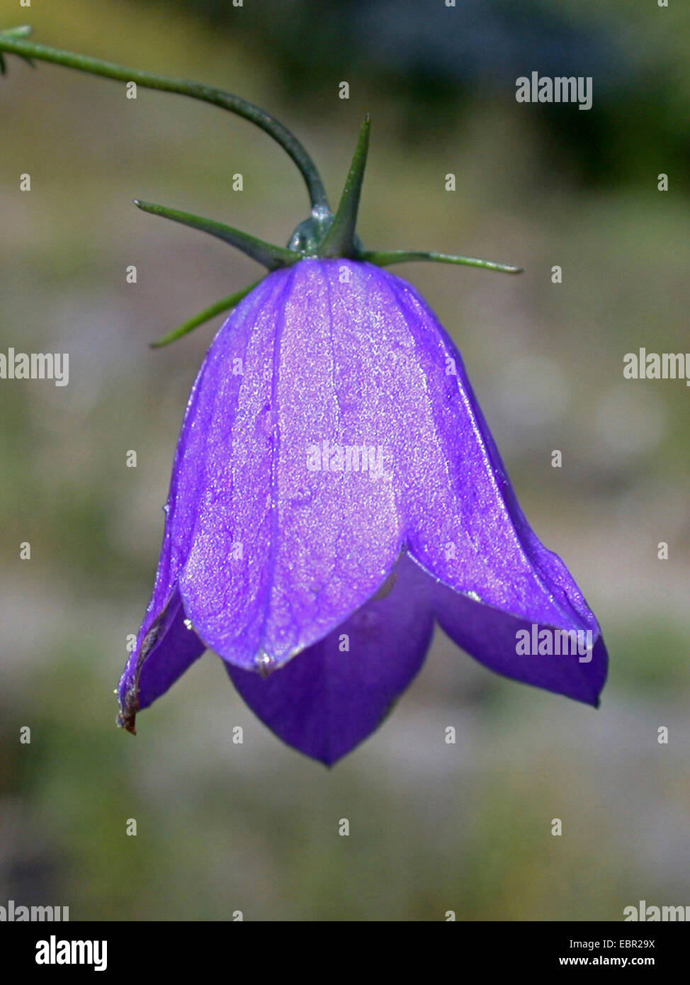 Lady's-ditale, scotch bluebell, harebell (Campanula rotundifolia), fiore, Germania Foto Stock