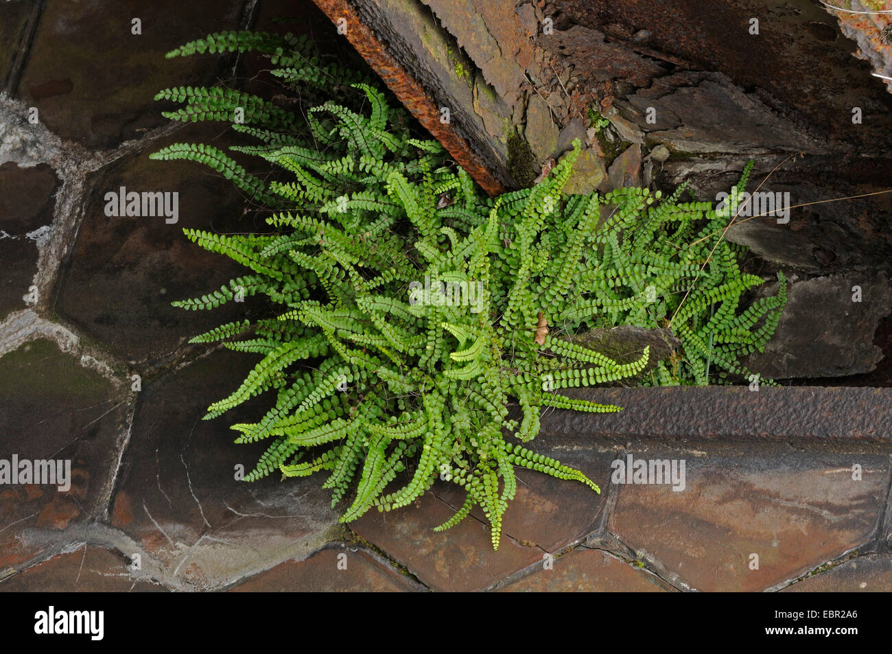 Maidenhair spleenwort, maidenhair comune (Asplenium trichomanes), sul ciglio della strada, in Germania, in Renania settentrionale-Vestfalia Foto Stock