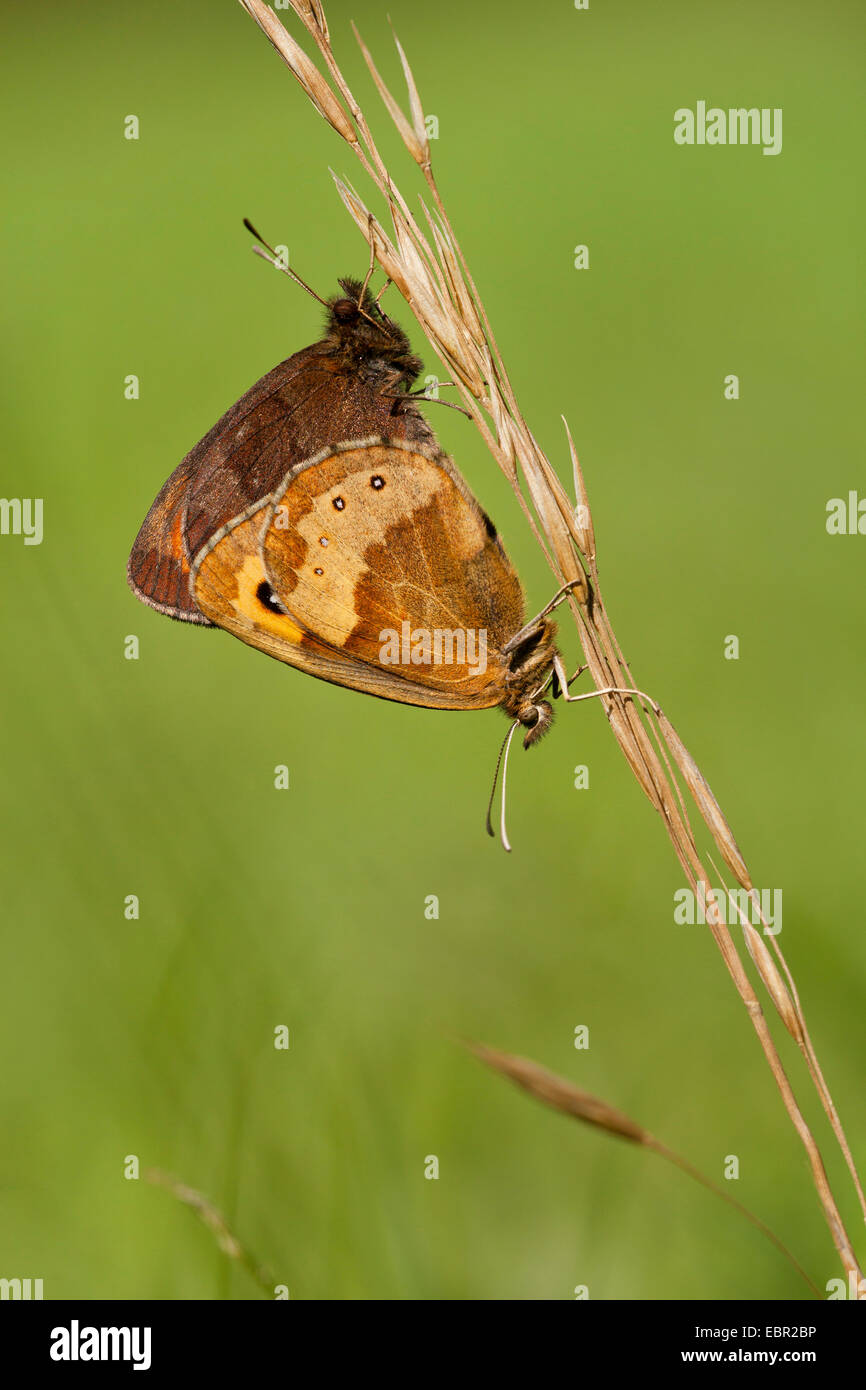 Scotch Argus, Scotch-Argus (Erebia aethiops), due farfalle a uno stelo, in Germania, in Renania settentrionale-Vestfalia Foto Stock