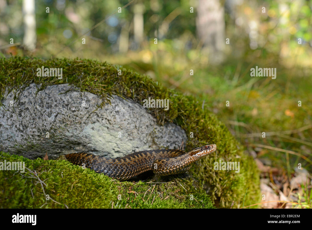 Il sommatore, comune viper, comune europea, Viper Viper comune (Vipera berus), sotto una pietra di muschio, Svezia, Smaland Foto Stock