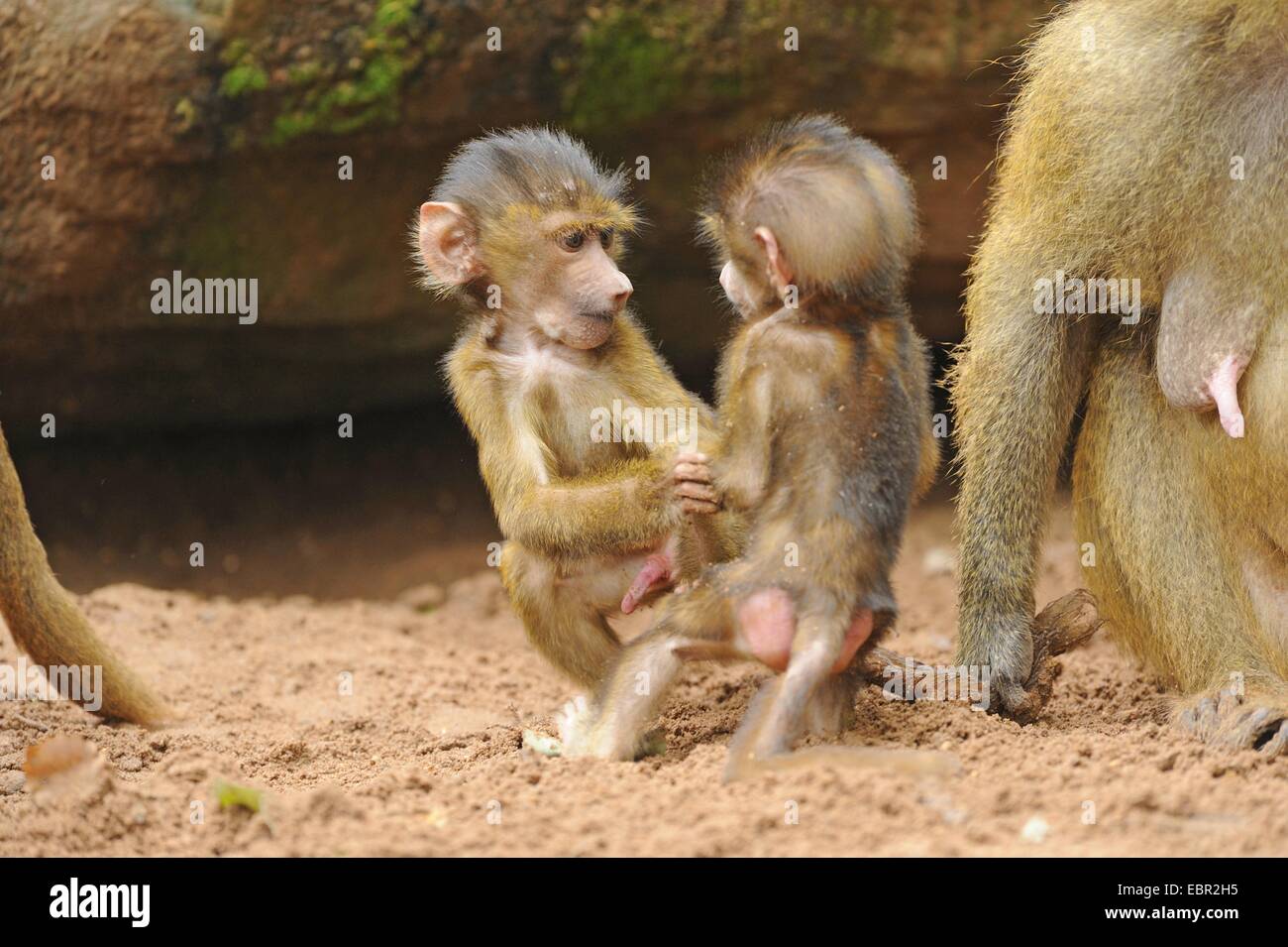 Babbuino della Guinea, Western babbuino (Papio papio), due scimmie littly eying su di un altro Foto Stock