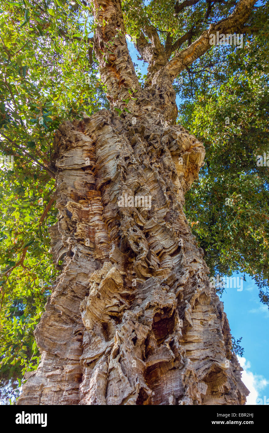Cork Oak tree con spessa Corteccia di Quercus suber contro il cielo blu Foto Stock