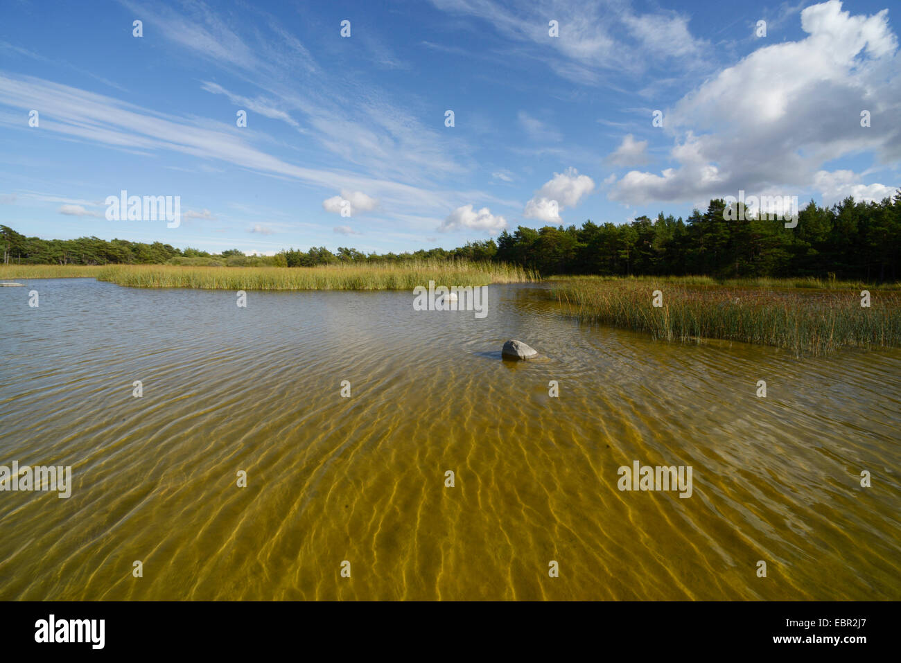 Acqua fresca sul lago Faeroeer, il lago per la deposizione delle uova di anfibi, Svezia, Gotland Foto Stock