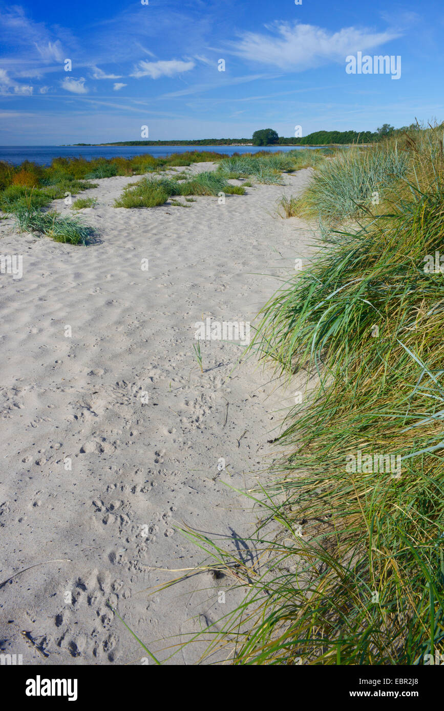 Snady spiaggia di Holmhaellar su Gotland Svezia, Naturschutzgebiet Holmhaellar, Gotland Foto Stock