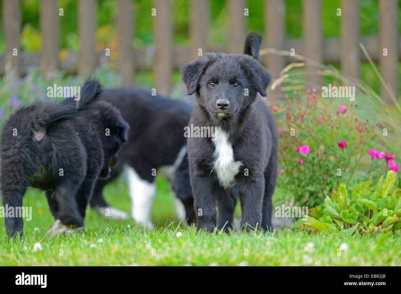 Razza cane (Canis lupus f. familiaris), tre mongrel cuccioli in giardino, Germania Foto Stock