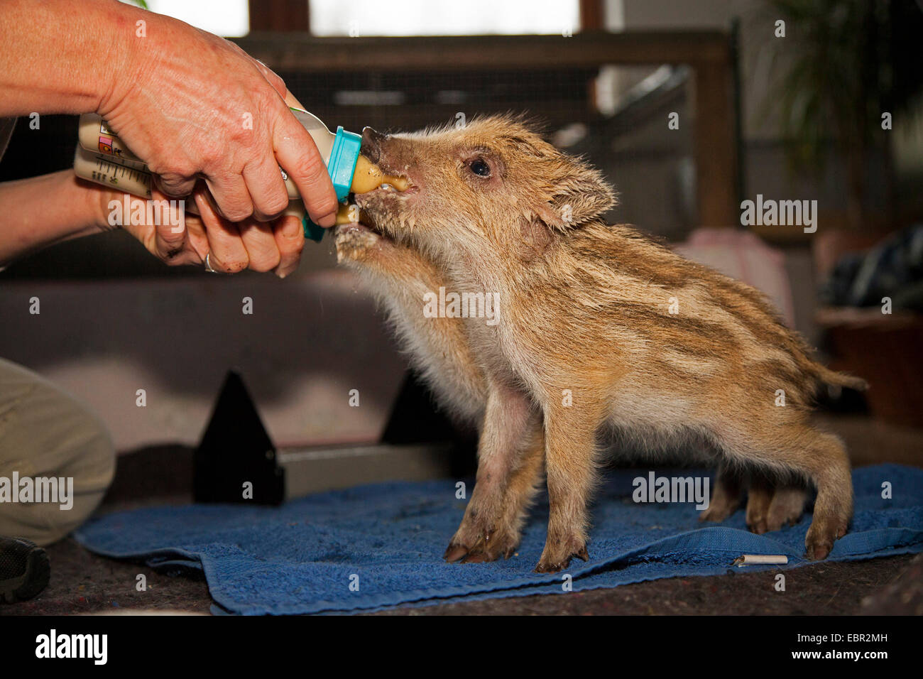 Il cinghiale, maiale, il cinghiale (Sus scrofa), due i suinetti vengono portati sulla bottiglia, Germania Foto Stock