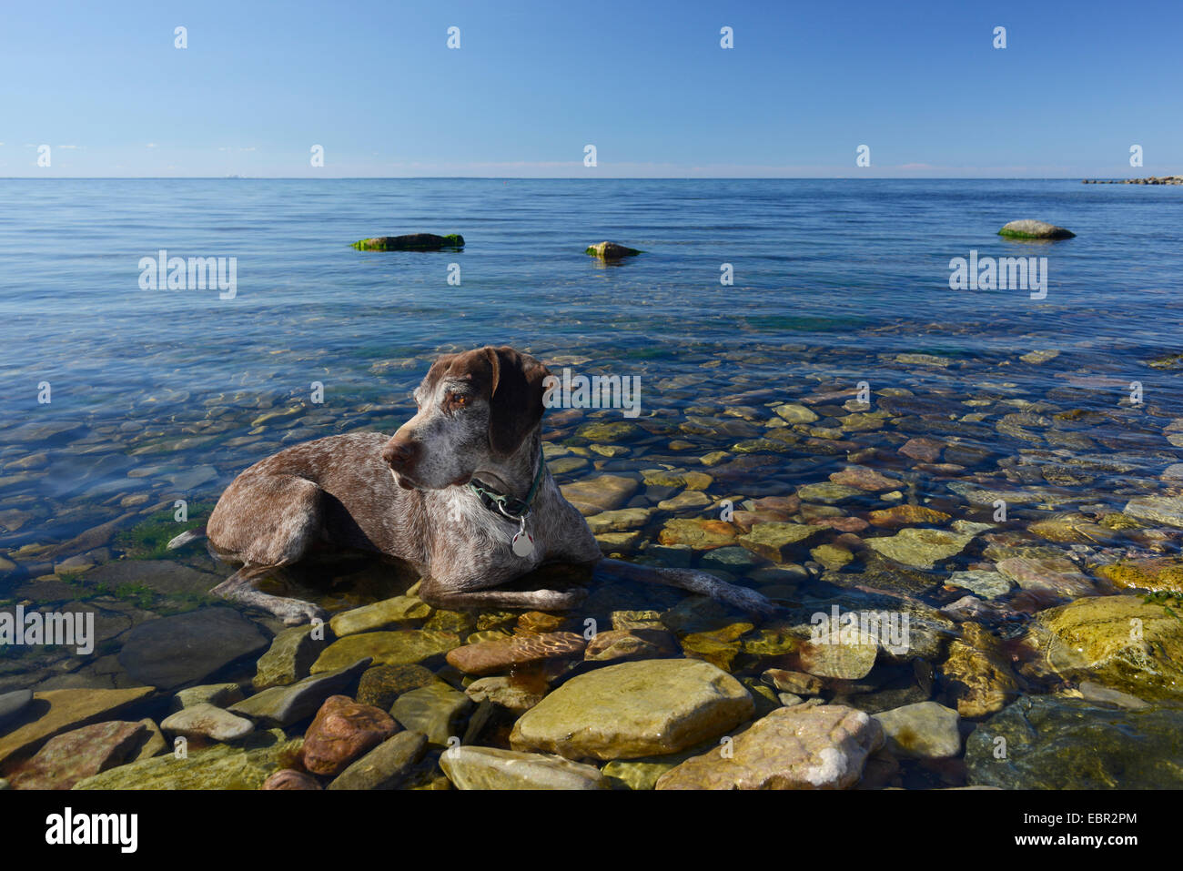 Filo tedesco-dai capelli del cane di puntamento (Canis lupus f. familiaris), cane il raffreddamento in mare, Svezia, Oeland Foto Stock