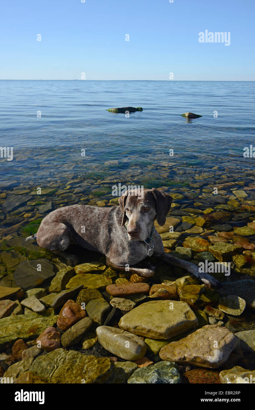 Filo tedesco-dai capelli del cane di puntamento (Canis lupus f. familiaris), cane il raffreddamento in mare, Svezia, Oeland Foto Stock