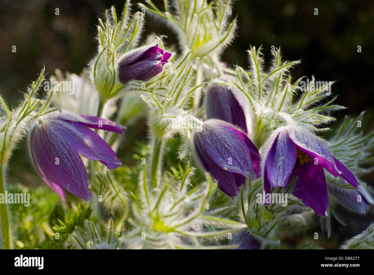 Haller il "Pasque flower (Pulsatilla halleri), fiore in presenza di luce solare, Svizzera Foto Stock