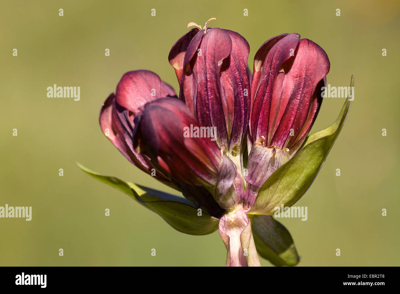 Viola la genziana (Gentiana purpurea), infiorescenza, Germania Foto Stock
