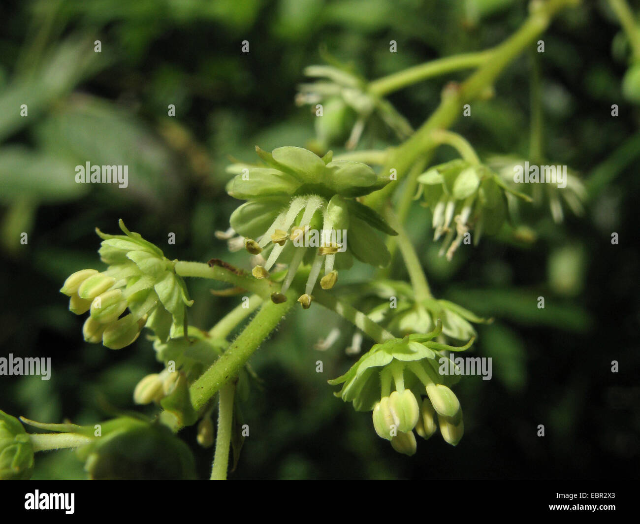 Tovaria (Tovaria pendula), fiori Foto Stock