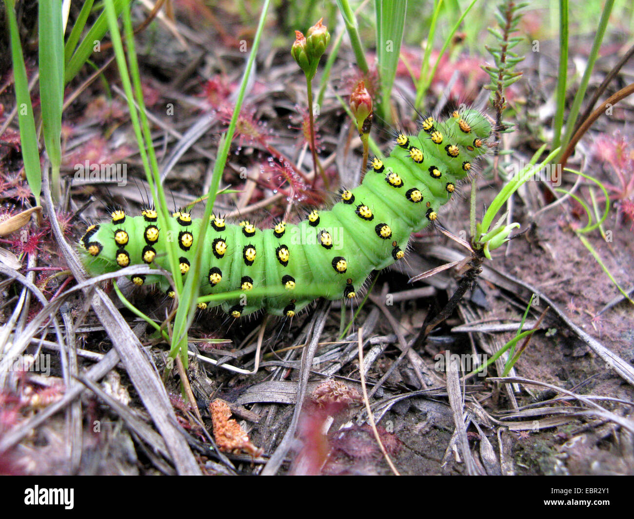 L'imperatore tarma (Saturnia pavonia, Eudia pavonia), Caterpillar sul terreno tra Drosera, in Germania, in Renania settentrionale-Vestfalia Foto Stock