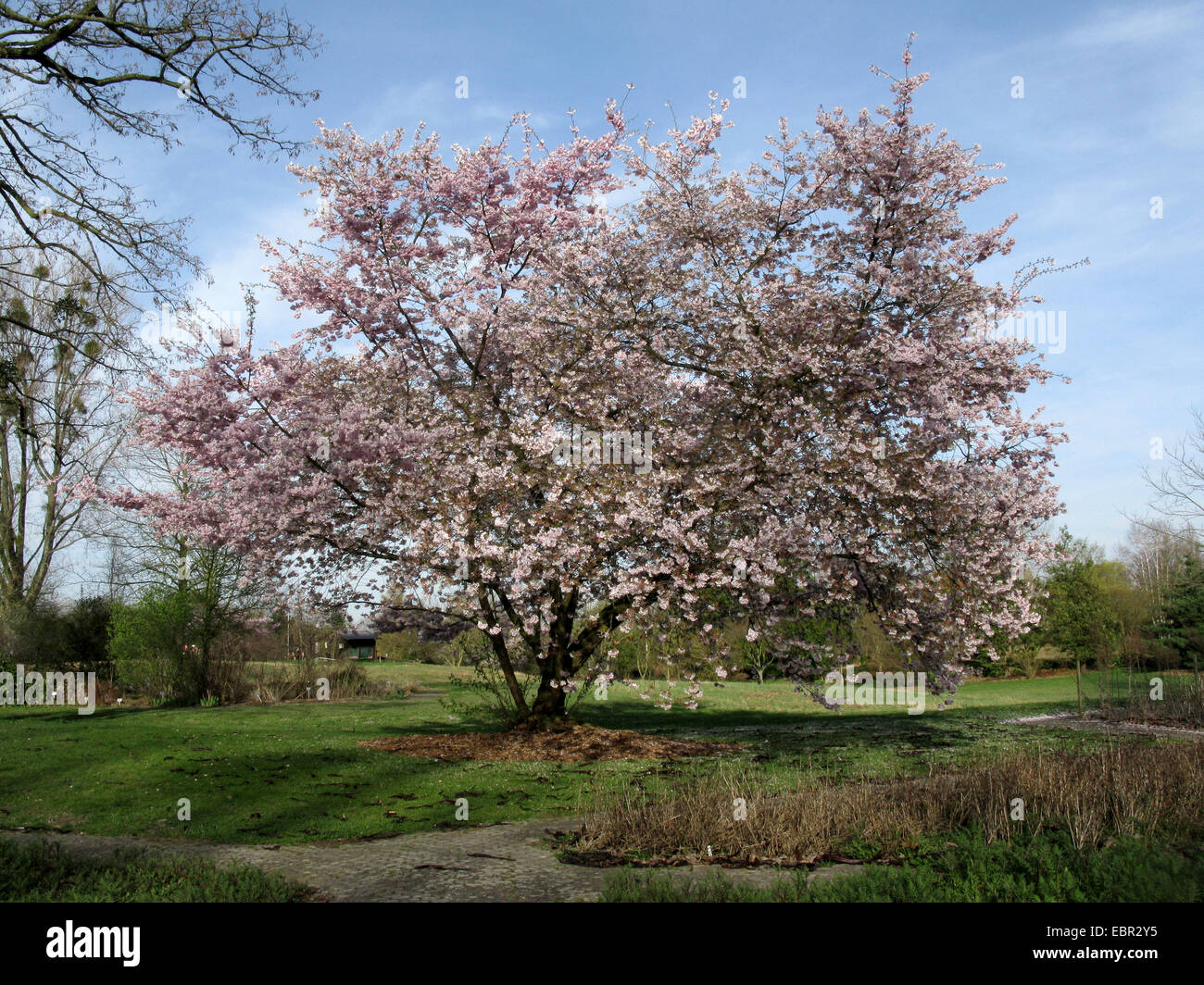 Sargent ciliegia, Sargent di ciliegio (Prunus sargentii 'Riconoscimento', Prunus sargentii entusiastico sostegno), cultivar Accolde Foto Stock