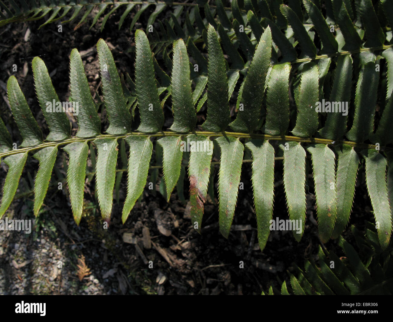 Western spada fern (Polystichum munitum), il dettaglio di un frond Foto Stock