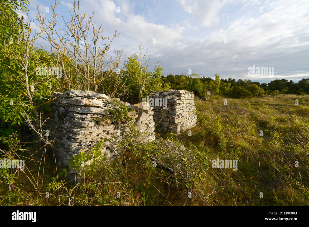 Colubro liscio (Coronella austriaca), decadendo buildingas biotop liscia di serpente e altri rettili, Svezia, Gotland Foto Stock